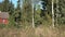 Idyllic rural view tree birch forest near village at autumn. 4K