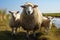 Idyllic scene: Suffolk sheep mother with twin lambs in marsh.