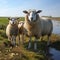 Idyllic scene: Suffolk sheep mother with twin lambs in marsh.