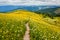 An idyllic scene of yellow, white, and red wildflowers and mount