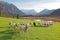 Idyllic scenery with grazing sheep flock, bogland and the alps