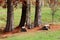 Idyllic scenery for picnic of improvised wooden benches and tree stump under tall mighty old trees surrounded with dried fallen