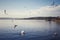 Idyllic scenery with water birds at the lake in Rapperswil Switzerland