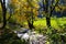 Idyllic small mountain stream with trees in autumn colors on the bank and green meadow next to it