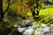 Idyllic small mountain stream with trees in autumn colors on the bank and green meadow next to it  4