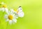 Idyllic spring background with daisies and a white butterfly and with space for text.