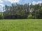 Idyllic spring landscape with lush green grass, fresh deciduous, spruce and pine tree forest with sandstone rock, blue