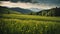 Idyllic Spring Meadow in Slovakia