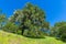 Idyllic spring/summer scene of oak trees in a green grassy meadow dotted with purple and pink wildflowers