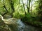 Idyllic stream with trees on the shore in beautiful light