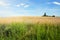 Idyllic Summer Day in Poland: Scenic View of Lush Wheat Field and Blue Sky