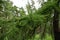 Idyllic summer landscape with pine branch in the mountains.