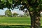 Idyllic Summer Scene at a Farm with Giant Maple Tree and Green Pastures on a Sunny Day