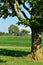 Idyllic Summer Scene at a Farm with Giant Maple Tree and Green Pastures on a Sunny Day