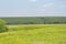 Idyllic sunny rural landscape, farm field bright green grass. A blue tractor in the distance harvesting rye wheat barley cereals