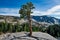 Idyllic tree at Olmsted point in Yosemite National Park.