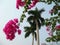 Idyllic tropical picture. Branches of beautiful vivid bougainvillea, palm tree, blue sky. Concept paradise pleasure.
