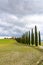 Idyllic Tuscan landscape with cypress alley near Pienza, Val d\'Orcia, Italy