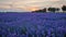 Idyllic view of blooming lavender field. Beautiful purple blue flowers in warm summer sunset light