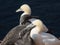 Idyllic view of a group of northern gannets perched atop a rugged cliff