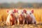 Idyllic view of happy and healthy ecological pigs and playful piglets at a sustainable domestic farm