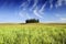 Idyllic view, Italian beautiful landscape, group of cypresses among green fields of tuscany