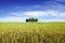 Idyllic view, Italian beautiful landscape, group of cypresses among green fields of tuscany