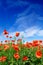 Idyllic view, meadow with red poppies blue sky in the background