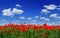 Idyllic view, meadow with red poppies blue sky in the background