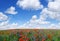 Idyllic view, meadow with red poppies blue sky in the background