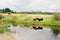 Idyllic view at a pastureland with grazing cows at the Russian part of Baltic Spit.