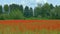 Idyllic view of the rural landscape with a poppy flower field by the calm forest