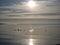 Idyllic view of the sea with birds at Lee On The Solent, Hampshire, UK