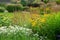 Idyllic view on three-veined anaphalis, heliopsis and cereals- part of garden on russian dacha Moscow