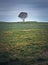 Idyllic view to a bench under a lone tree in the field. Picturesque landscape, solitude concept