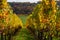 Idyllic view of vineyards in Maastricht changing colours in Autumn with an amazing view over the valley and the forest of the oppo