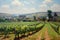 Idyllic vineyard with neat rows of grapevines and a charming winery in the distance