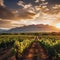 Idyllic Vineyards of Mendoza, Argentina