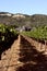 Idyllic vineyards with victorian vinery house