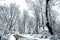 Idyllic Winter Nature Snowscape with Trees, Scenic Background for the Cold Season