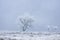 Idyllic winter scene of snow-covered trees on a pristine field of white snow