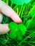 If you find a clover with 4 leaves, then you will be chased by luck.