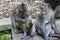 If you`ve never heard of the Bali Monkey Forest, here`s the lowdown a Monkey Family