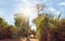 Ifaty, Madagascar - May 01, 2019: Wooden cart pulled by zebu cattle with three unknown Malagasy men going near baobab, octopus