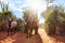 Ifaty, Madagascar - May 01, 2019: Wooden cart pulled by zebu cattle with unknown Malagasy men going near baobab, octopus trees,