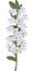 Ight lilac orchid flower branch