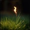 Ignited Tranquility: Blade of Grass Alight in Meadow Flames