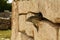 Iguana in ancient maya wall, Mexico