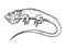 Iguana animal engraving vector illustration
