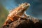 iguana basking on a rock in natural sunlight